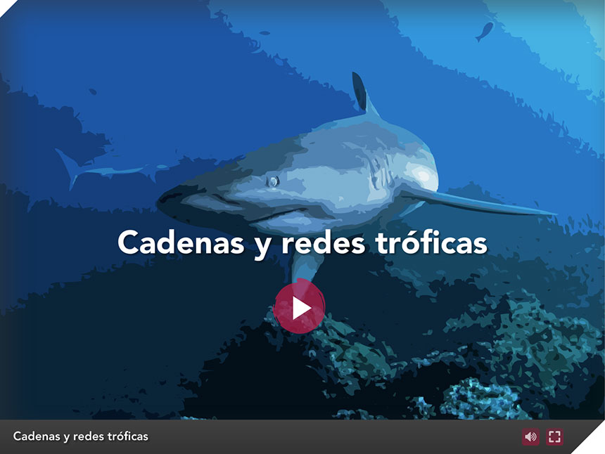 Cadenas y redes tróficas - Descubriendo Galápagos