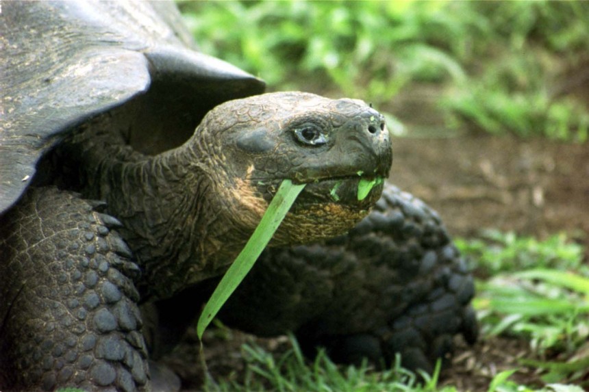 Vida Silvestre de Galápagos: Santa Cruz Giant Tortoise (©Catherine Rouse)