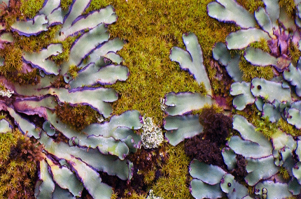 Galapagos Wildlife: Lichens © Godfrey Merlen