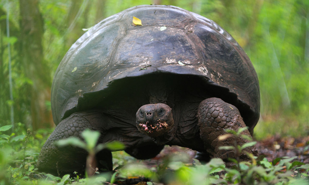 Galapagos Wildlife: Galapagos Giant Tortoise (©Christian Ziegler)