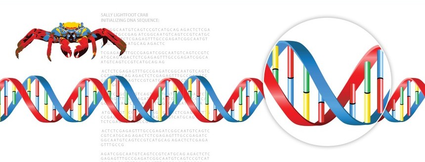 DG Figures: DNA Helix Diagram by Lisa Brown (©)
