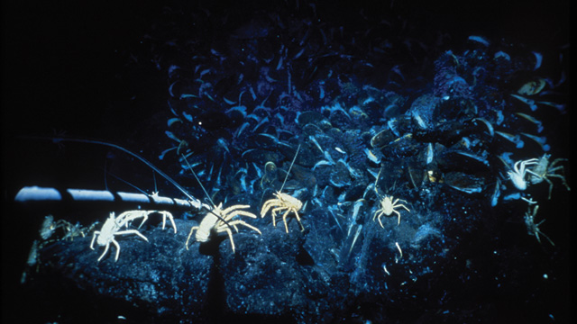 Lugares de Galápagos: Animales y los Respiradores Hidotermales (©Instituto Oceanográfico Woods Hole)