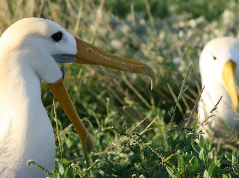 Vida Silvestre de Galápagos: Albatros ondulado © Robert Silbermann