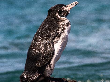 Azotado por el viento Aspirar familia real Pingüino de Galápagos - Descubriendo Galápagos