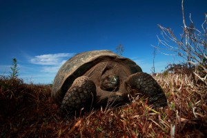 Vida Silvestre de Galápagos: Tortuga © Christian Ziegler