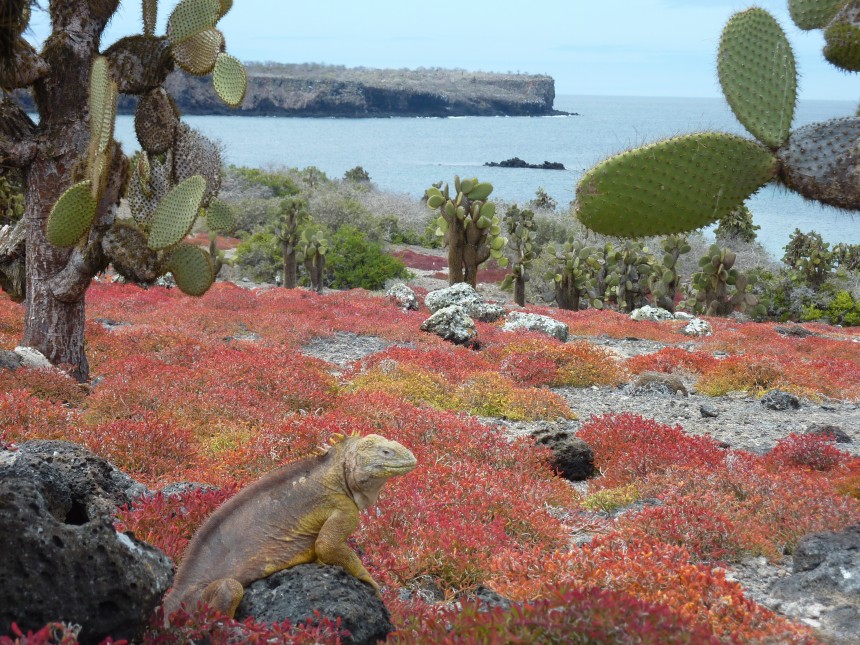 La conservación - Descubriendo Galápagos